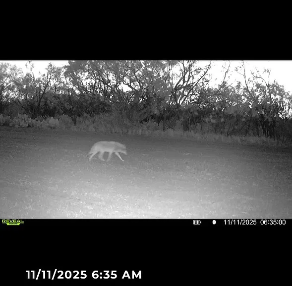 8234 County Road 266 — Photo 37