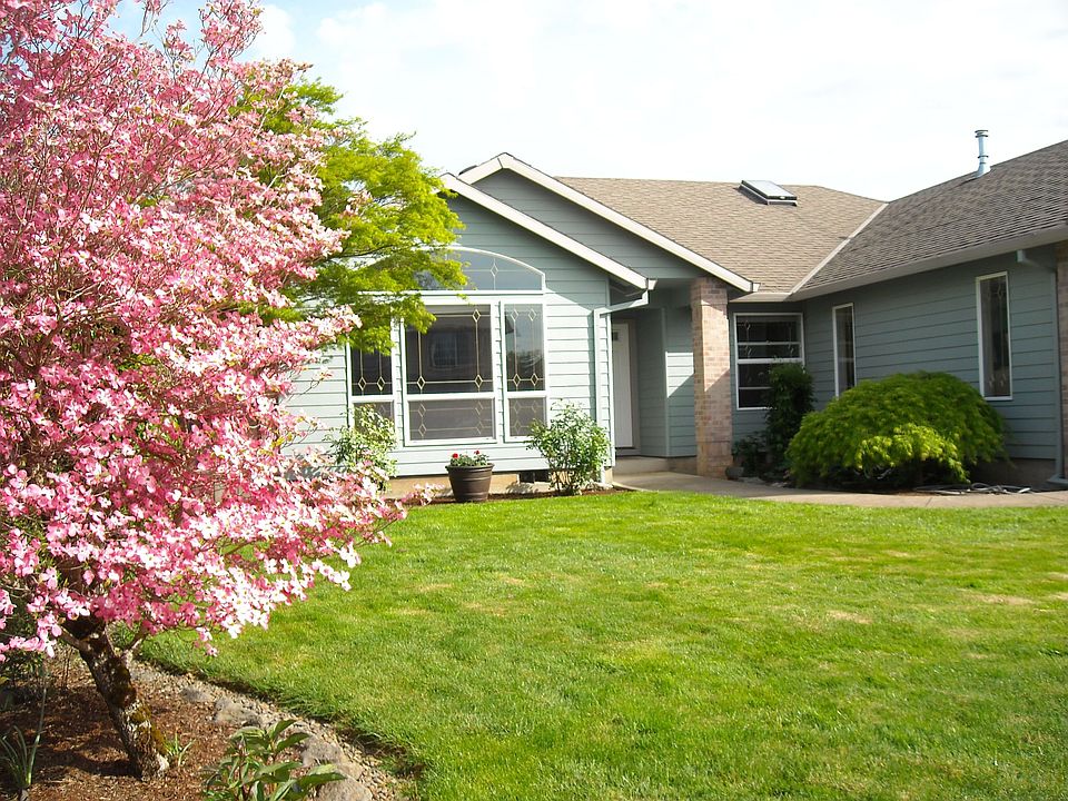 Pink Dogwood in Bloom.