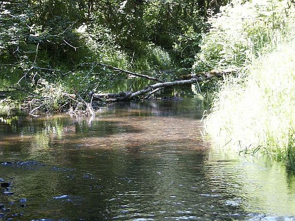Approx 300'  along the Mox Chehalis Creek