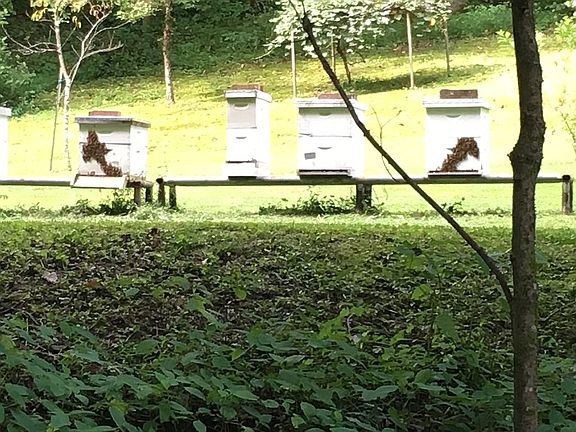 Honey bees in the orchard