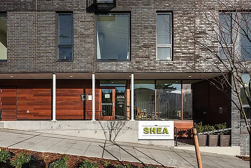 Shea Photo 1