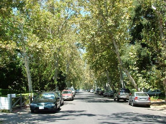 Tree Lined Street