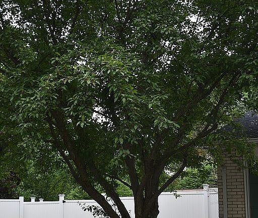 5th image of 3659 Creekwood Ct