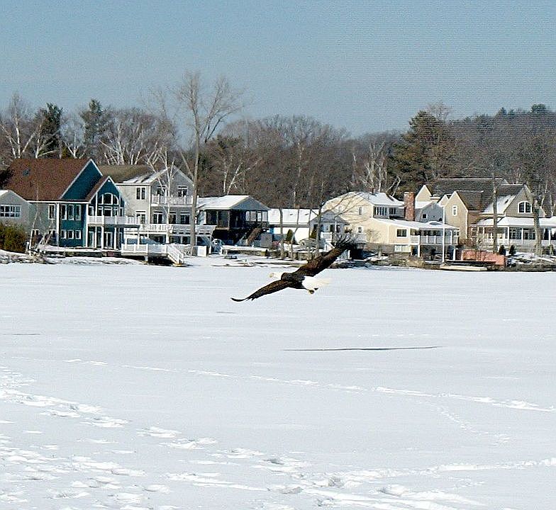 The winter eagles
