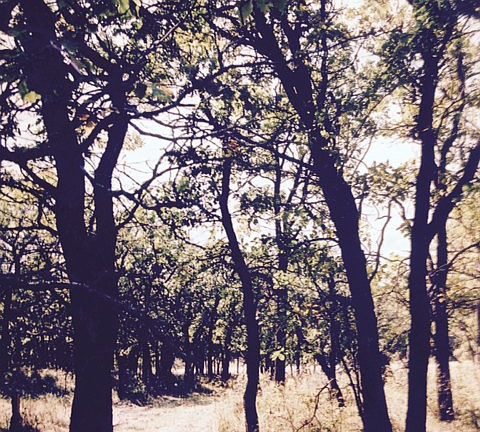 2nd image of 12 Evenson Oak Mtn