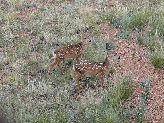 Fawns in the back yard