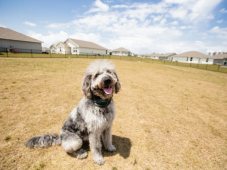 Dog Park