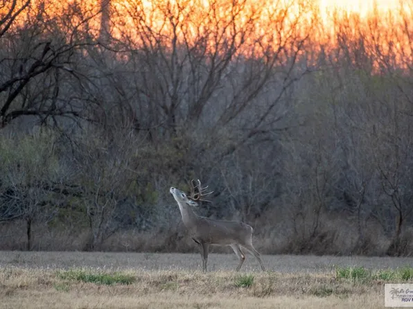 0 Las Brisas Rd, Rio Grande City, TX 78582