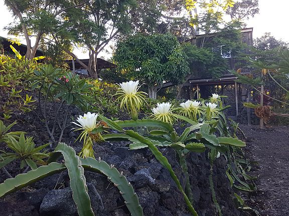 Flowering dragonfruit
