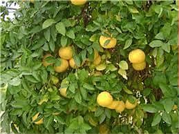 Beautiful Grapefruit Tree in the Back Yard