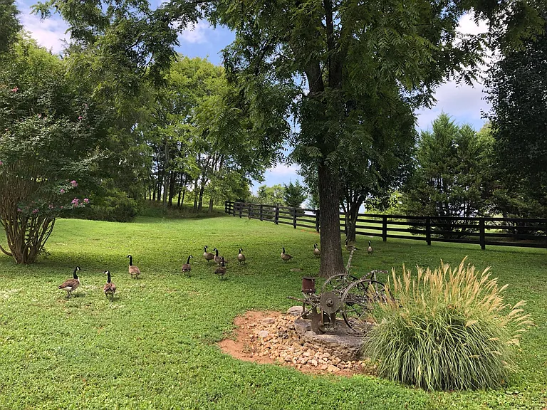 Canadian geese visit