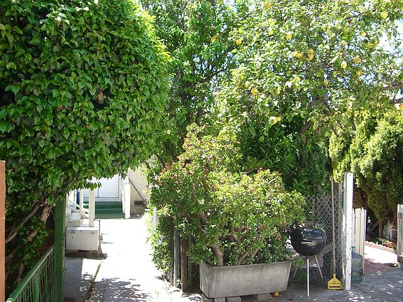 mature fruit trees on 7,000 ft lot