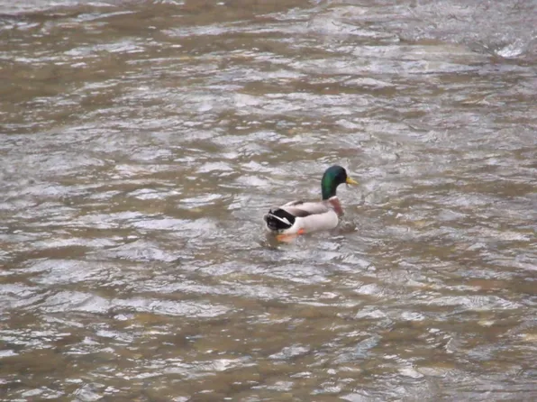 Rafter Rd, Tellico Plains, TN 37385