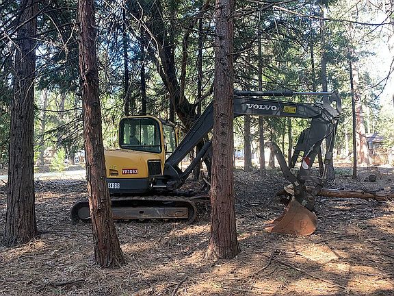 Tree removal 