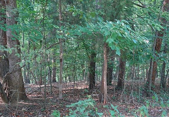 Mature hardwoods