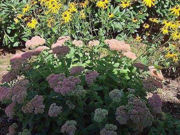 one of the gardens in bloom