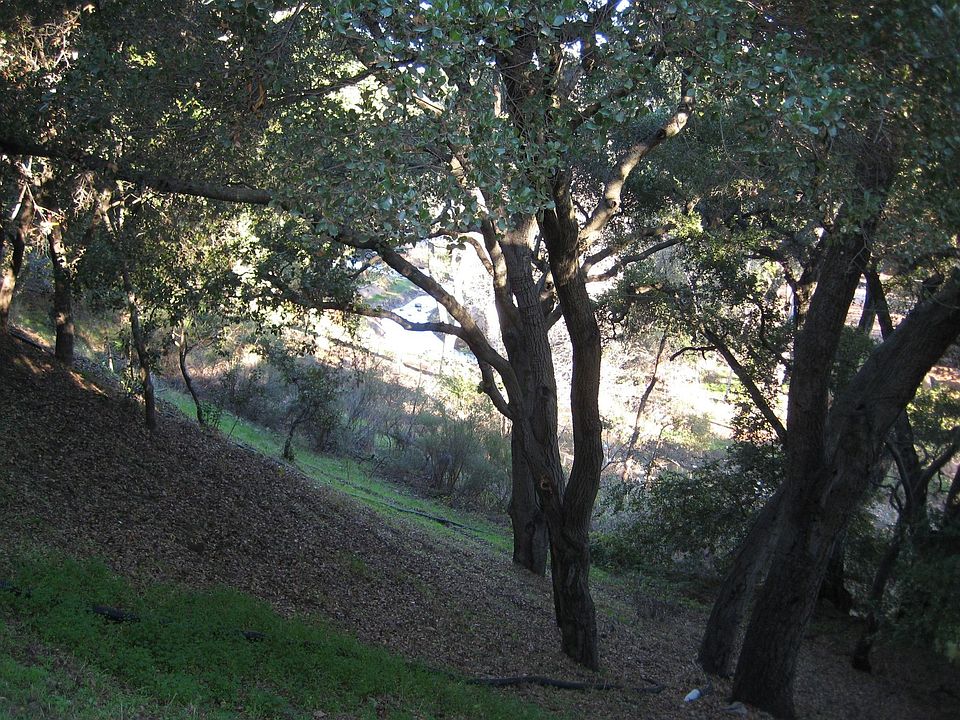 Backyard overlooking creek