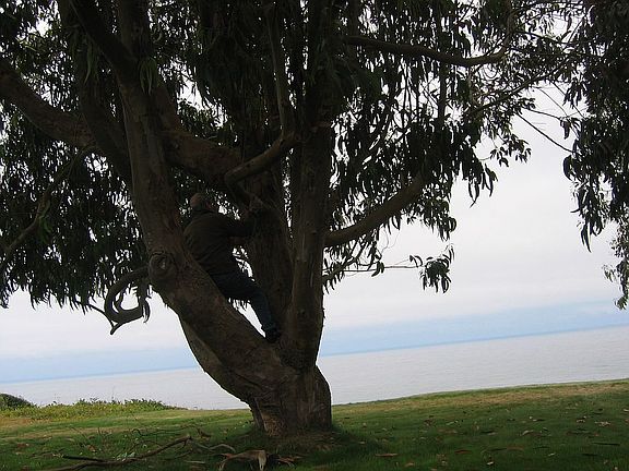 eucalyptus Agate Beach yard