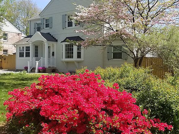 Over 10 azalea bushes!