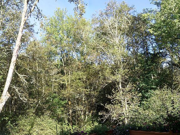 Green Belt from Deck