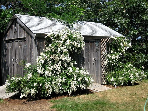 Shed