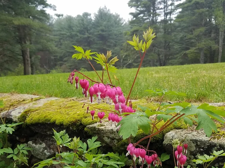 Mossy Stonewall & Spring blossoms