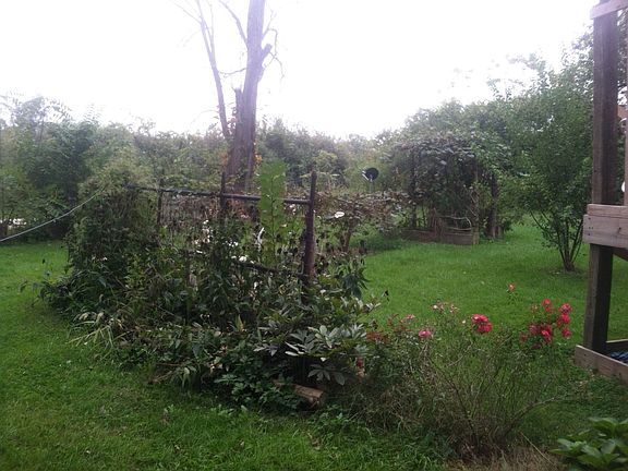 grape vines