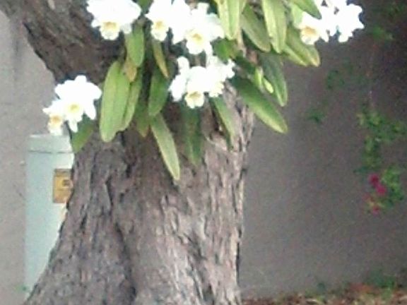 Gorgeous Orchid in Backyard Tree