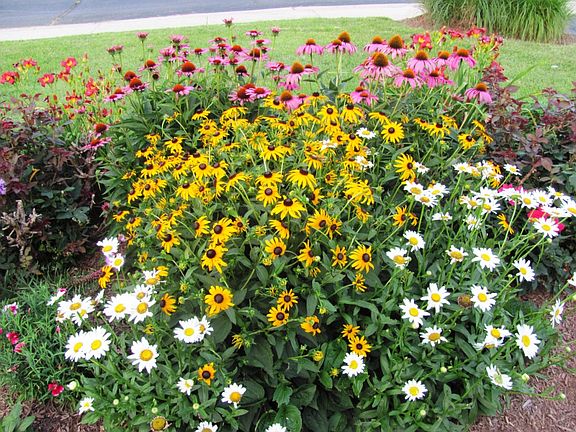 Summer Perennial Garden