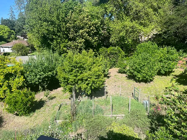 back yard fruit trees and garden