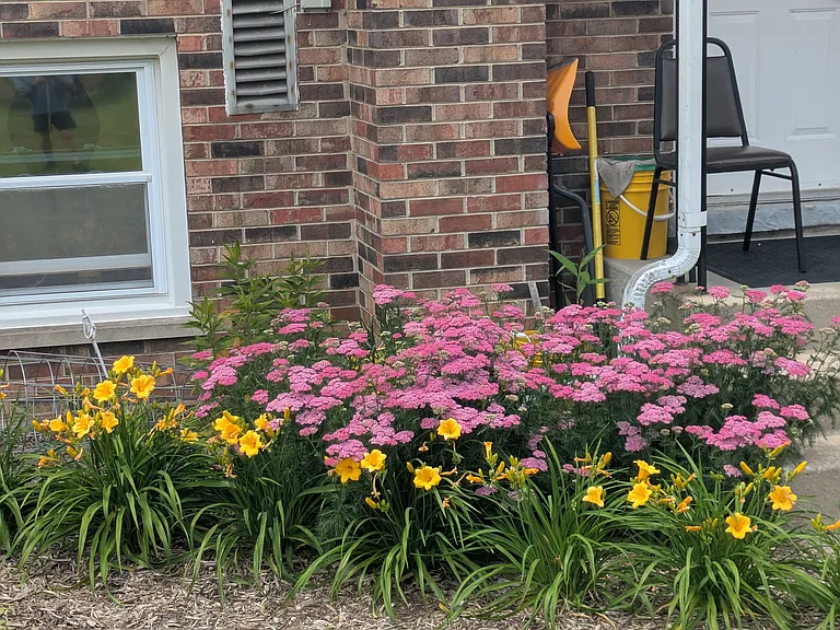 Perennial flowers