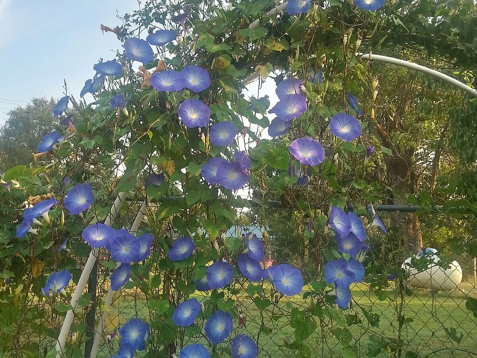 Mornings Glories in the yard