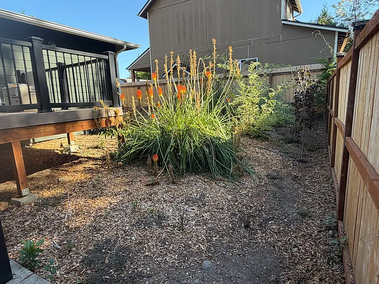Back yard