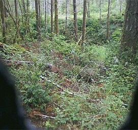 3rd image of 7 Tahuya Valley Dr E