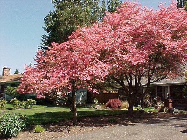 Japanese Dogwoods