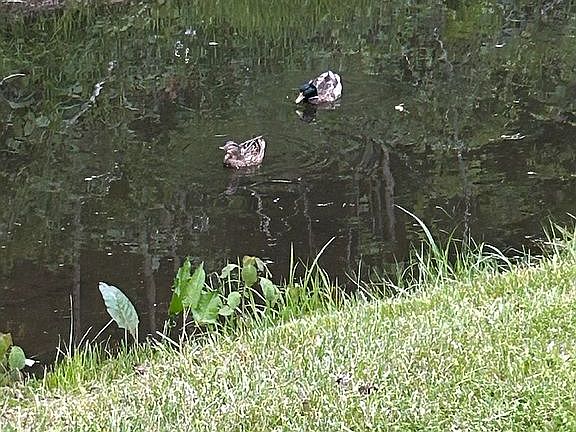 4th image of 830 Buck Mountain Rd