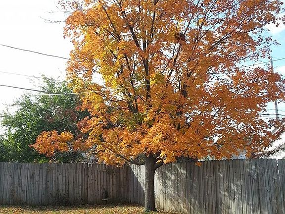 Beautiful, fenced-in backyard