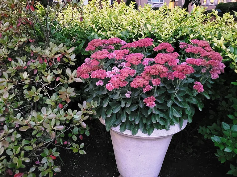 Front Yard Corner (North)