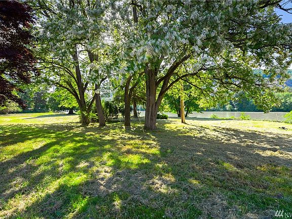 Enjoy sitting under these 4 beautiful Black locust trees