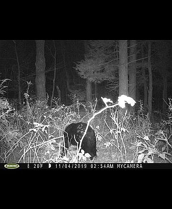 Bear on property