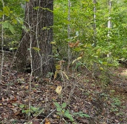 2nd image of 0 Eversole Br #160 acres