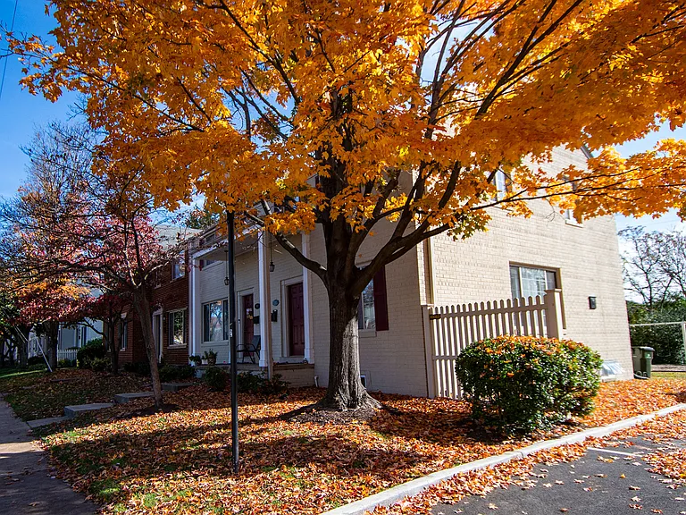 Fall Colors