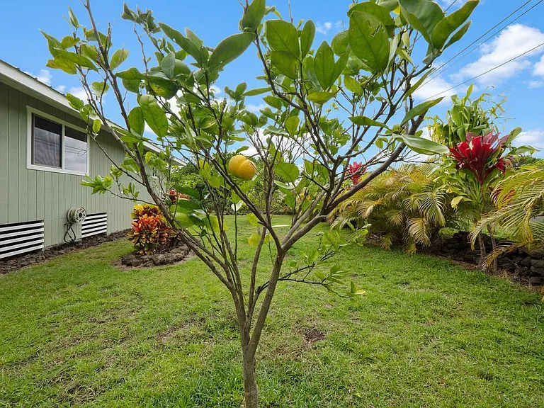Property has several fruit trees - help yourself and share and swap fruit with friendly neighbors