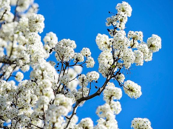Bradford Pear Tree - Front