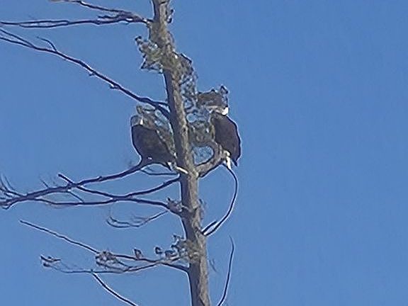 5th image of 26 Dugal Rd Lot 2