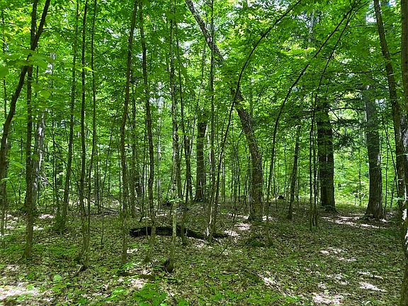 5th image of Off The Hazel Rd