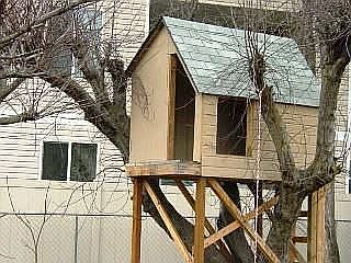 Tree House