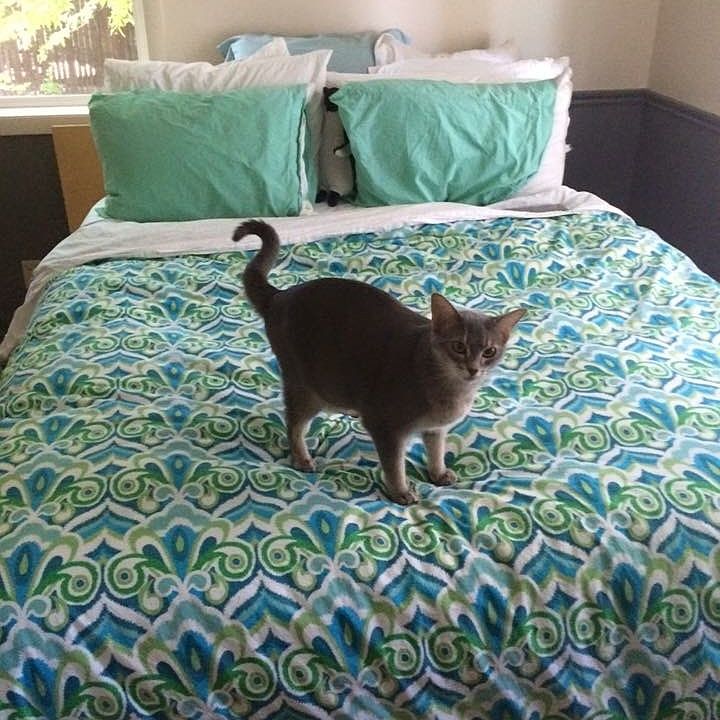 Cat not included