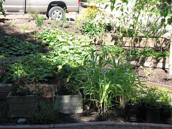 Veggie Garden