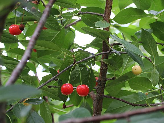Cherries and apple trees